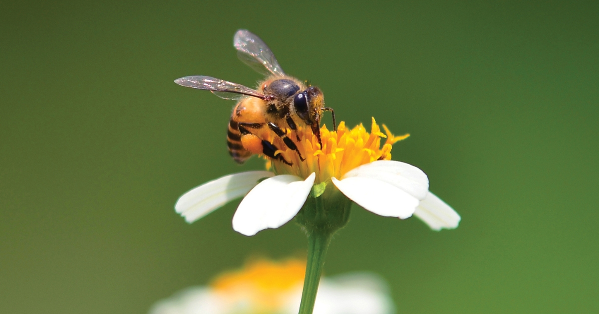 This Just In: Annuals are the Bees Knees