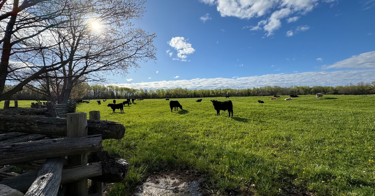 How Do I Get the Most from Grazing Lands?