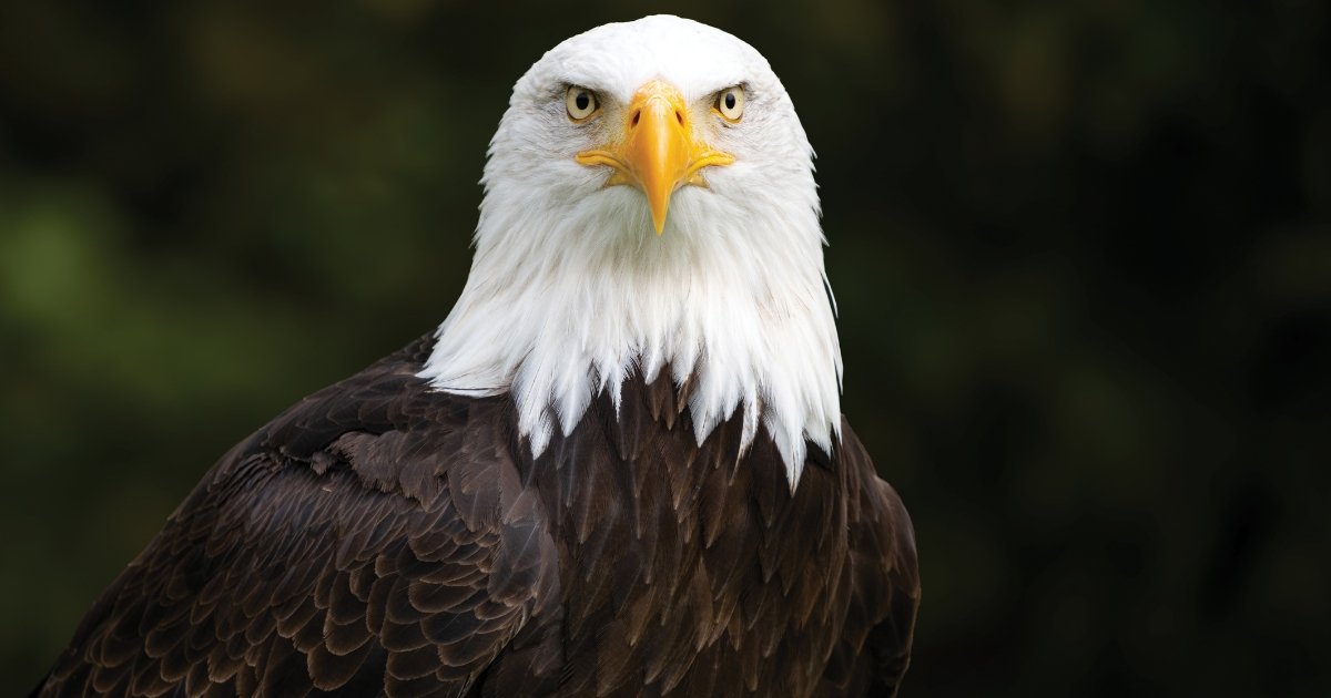 The Eagle Has Landed