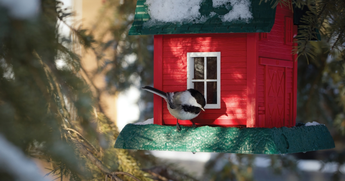 Grand Central Feeding Station for Winter Birds