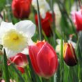 5 Show-Stopping Spring Bulb Combinations