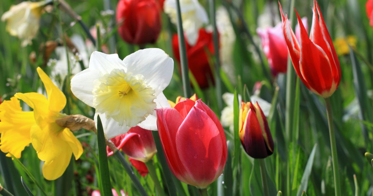 5 Show-Stopping Spring Bulb Combinations to Plant in Fall