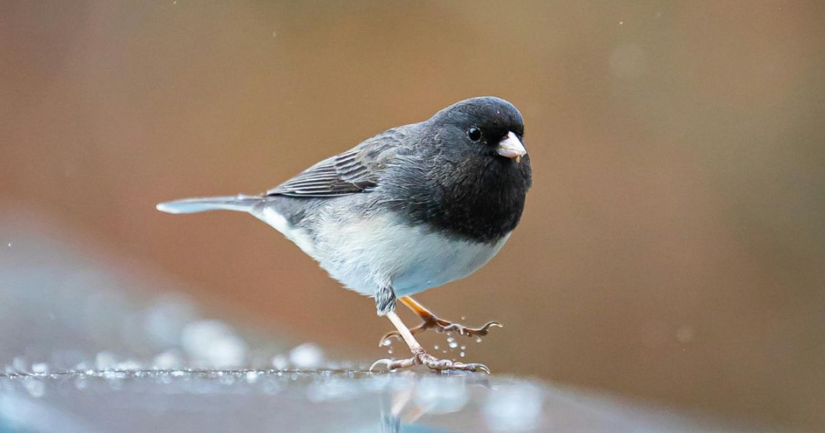Dark-eyed Juncos: A Harbinger of Winter or Sign of Spring