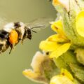 Plan for Pollinators