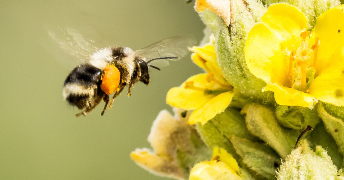 Plan for Pollinators