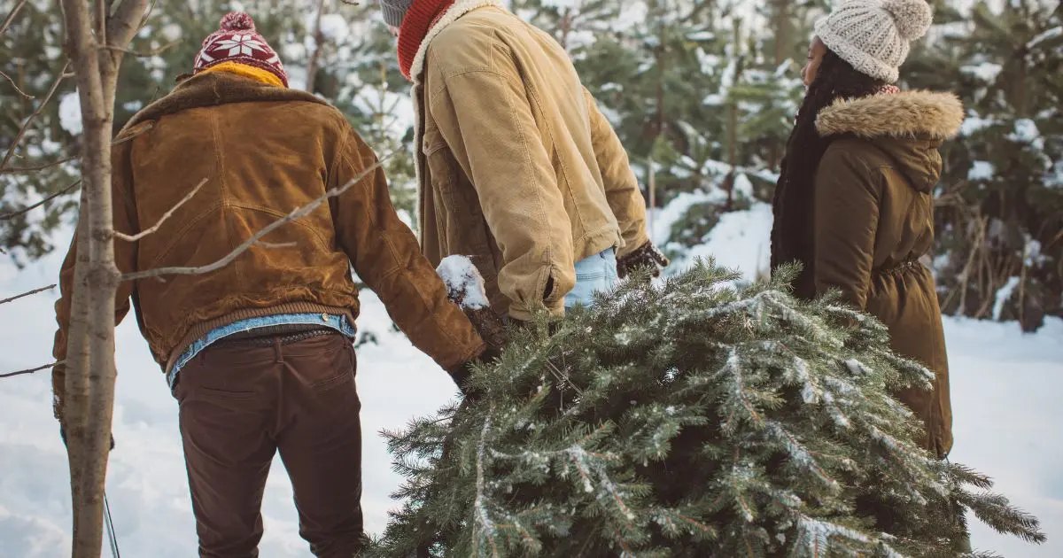 5 Eco-Friendly Christmas Tree Tips