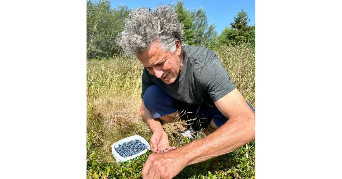 foraging for wild blueberries