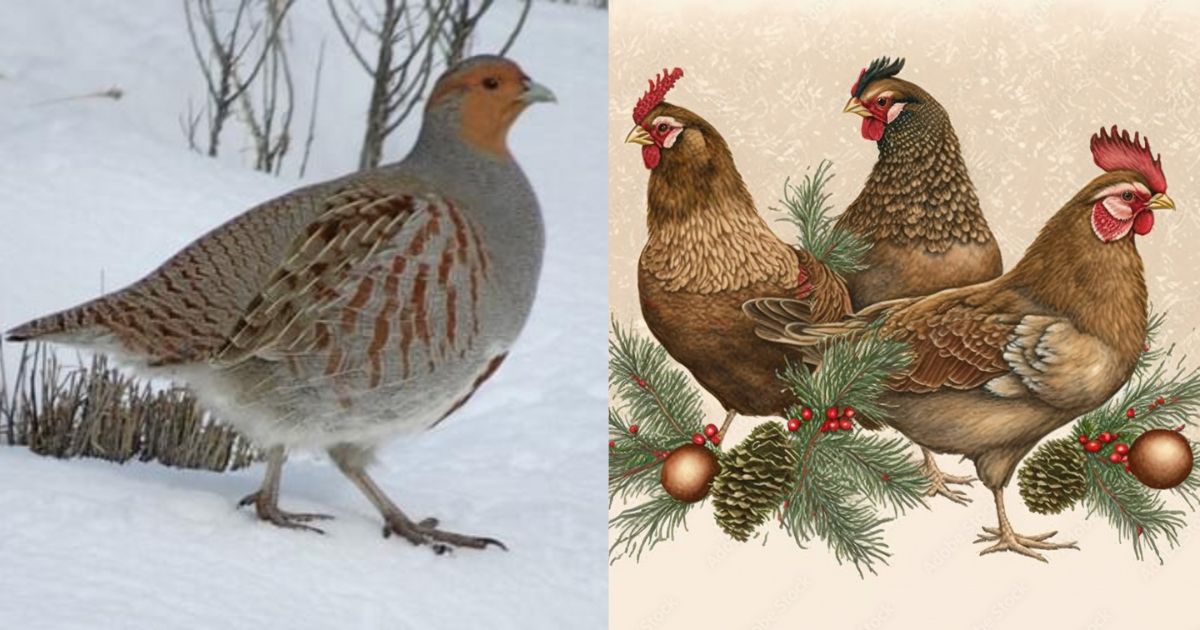 Do You Know How Many and What Type of Birds Are Mentioned in the Song: The Twelve Days of Christmas?