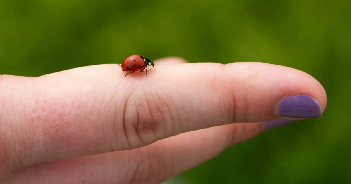 A Bug by Any Other Name