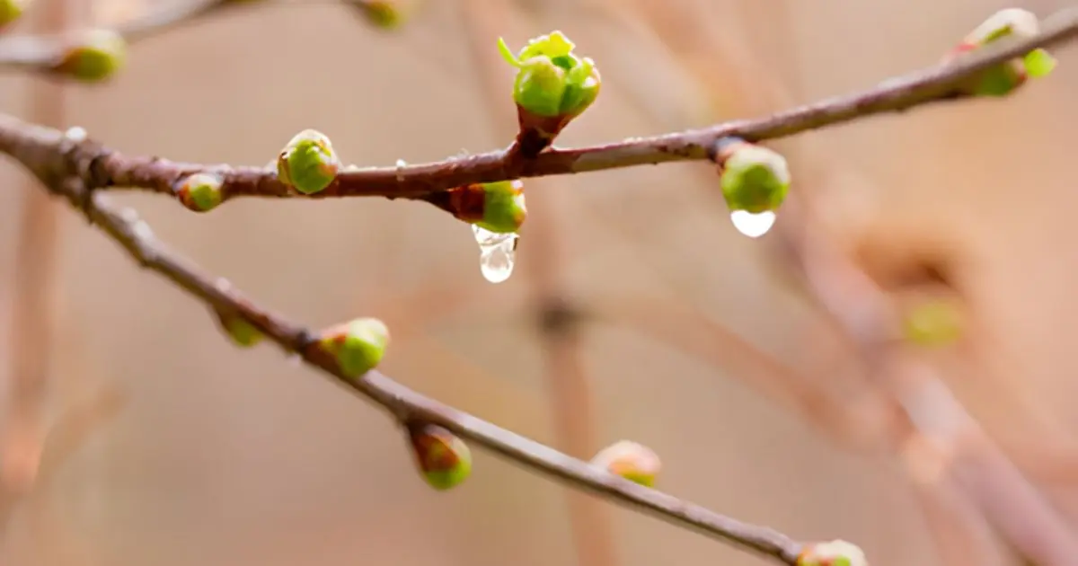 The Healing Power of Spring